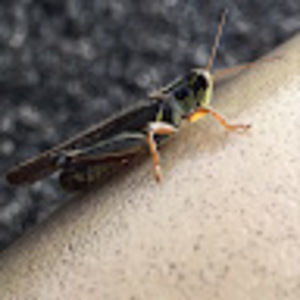 Meet your Posher, Manicmandownup